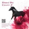 Dubai du chany Z fils de Dominator 2000z