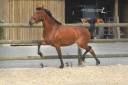 Jument Pure Race Espagnole pleins papiers