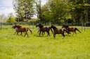 Ecurie de propriétaire - Pension pré et Equi-piste