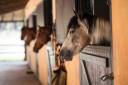 Écuries de propriétaire / Pension pour chevaux