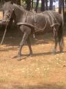Poney 