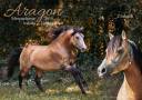 Etalon Morgan Horse Isabelle en Bretagne