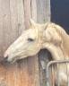 lusitanien palomino étalon 