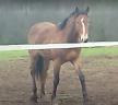 2 ans mâle Very star Kerveyer X Elan de la Cour
