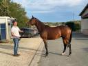 POULAIN ANGLO ARABE MALE 2 ANS