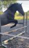 Poney Connemara à vendre 