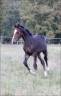 FOAL EXCEL ORIGINES - QUEL HOMME DE HUS -MERE ISO141