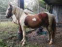 Vends poney pottok hongre PP, 4 ans