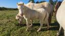 Etalon miniature AMHA, pp, poulain,