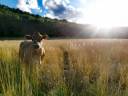 Forcalquier- ferme récente sur 7 hectares