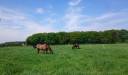 Ecuries de propriétaires / Pension chevaux