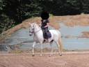 Superbe Jument de dressage Lipizzan P.P