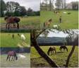 Pension Nature - Pension chevaux (77)