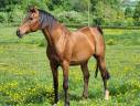 Saillie Pur-sang Arabe Pur-Russe 