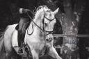Écurie de propriétaire - Pension chevaux 30 - Saint Gilles
