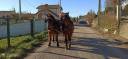 Lutin et Lupin paire de chevaux d'Auvergne