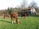 Gîte à la Ferme Aux Moineaux