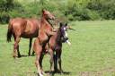 Pension chevaux dans l'Orne - La ferme cavalière (61)