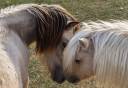 Saillie shetland PP palomino