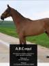Pension chevaux - Écurie ABC (56 - Ploërmel)