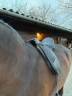 Selle dressage Thorowgood