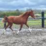 Pouliche PSA sport, endurance, galop, loisir