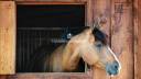 Beau Domaine Equestre à 1h de Paris