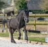 poulain Arabo frison 1 an