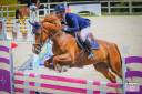 Cheval de concours 115-125 cm