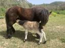 poneys shetland