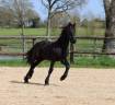 Pouliche Arabo- Frison à vendre