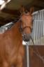 JUMENT Z 6ANS CSO A VENDRE