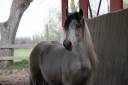 Saillie Irish Cob PP pour 2025 (1m50/1m55)