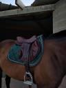 Selle Forestier Boekelo