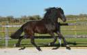 Pouliche frison Yness 2 ans