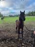 Poulain PFS hongre 20mois -Non Stop de la Rosalys-