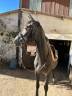 Crack de St Paul - Hongre - 4ans 