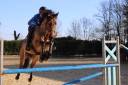 Cheval hongre 6 ans 