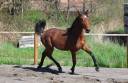 Pouliche Hanovrienne d'avenir, Vitalis X Glamourdale
