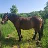 Cheval du Vercors de Barraquand hongre 8 ans 