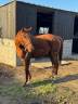 PS femelle 5 ans 