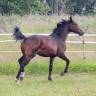 Superbe 2 ans par Dollar du Rouet