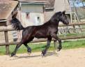 Superbe pouliche Frisone a vendre