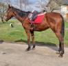 Jument Pur Sang Irlandais 4 ans Club et Loisir