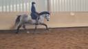 Pur Race Espagnol 