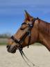 Jument dressage 