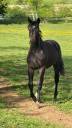 Poulain dressage  SF 2024 