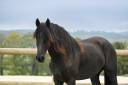 Pleun magnifique jument frison