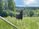 Vente ou location cheval concours