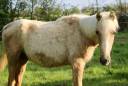  Pouliche